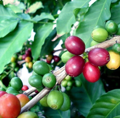 SL14 Coffee Seeds (Coffea arabica var. SL14) – Premium Heirloom Ugandan Specialty Coffee Bean Seeds for Planting (100 Pcs)