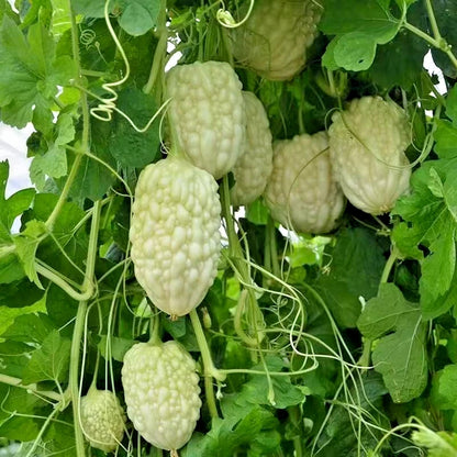 White Apple Bitter Melon (Momordica charantia) – 10+ Premium Pearl Gourd Seeds