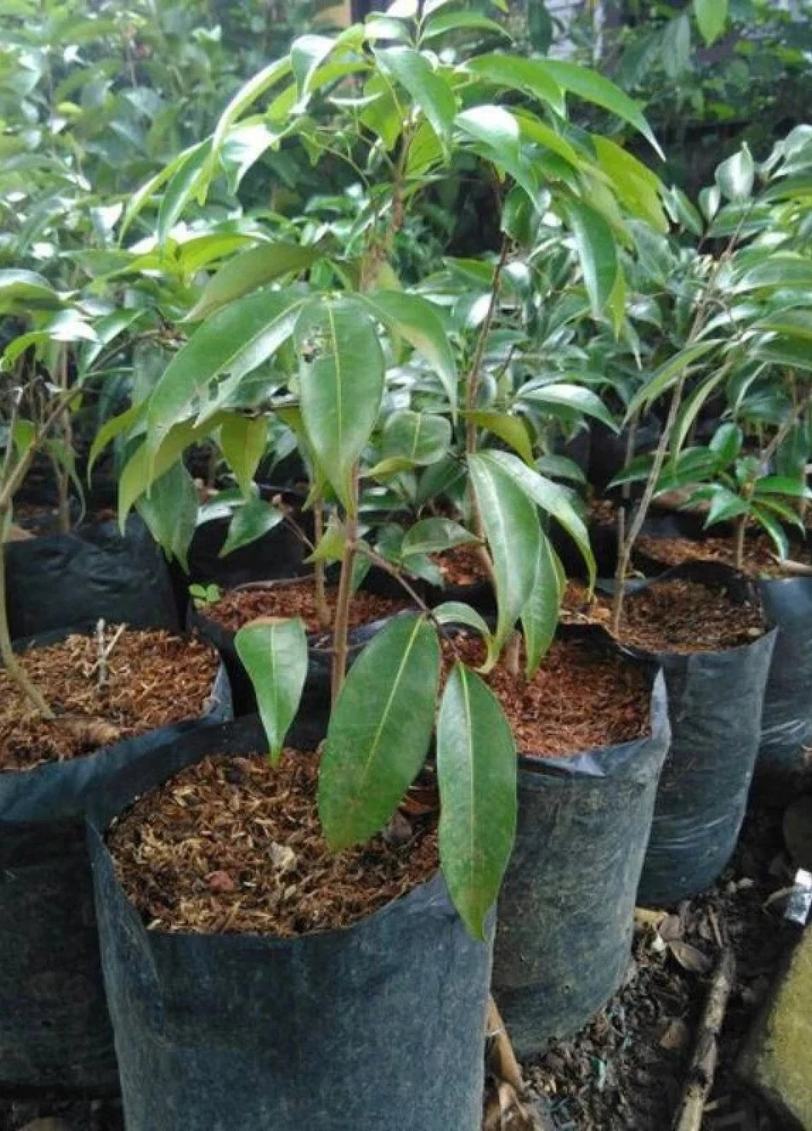 Red Lychee (Kelengkeng Merah) - Premium Grafted Sweet Tropical Fruit Tree