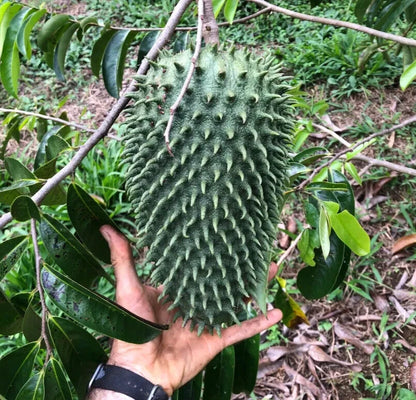 100+ Fresh Soursop Seeds | Annona Muricata | Giant Soursop Variety | Tropical Fruit Tree