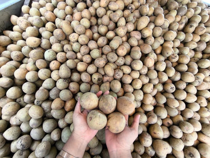 Premium Sapodilla Seeds (Manilkara zapota) var. Madu – Sweet Tropical Fruit Seeds for Planting