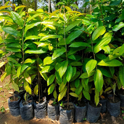 Green Star Apple (Chrysophyllum cainito) - Premium Grafted Exotic Fruit Tree