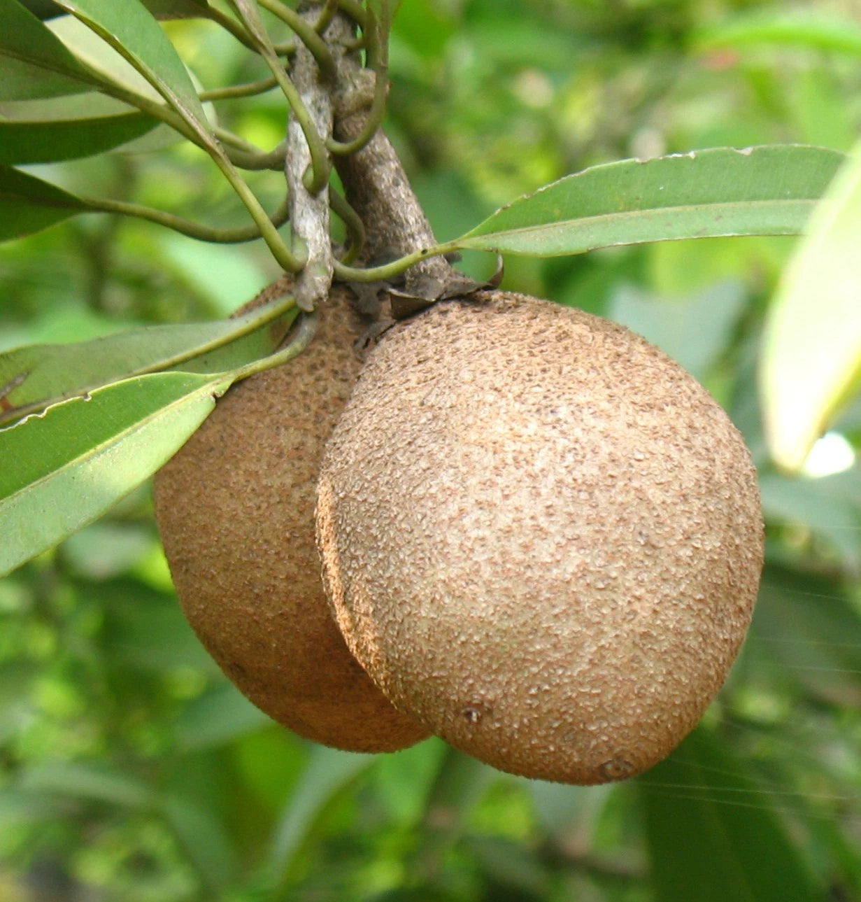 CO-3 Sapodilla Seeds (Manilkara zapota) – 35+ Premium Fresh Sweet CO3 Chikoo / Sawo Fruit Seeds for Planting