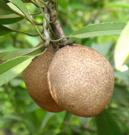 CO-3 Sapodilla Seeds (Manilkara zapota) – 35+ Premium Fresh Sweet CO3 Chikoo / Sawo Fruit Seeds for Planting