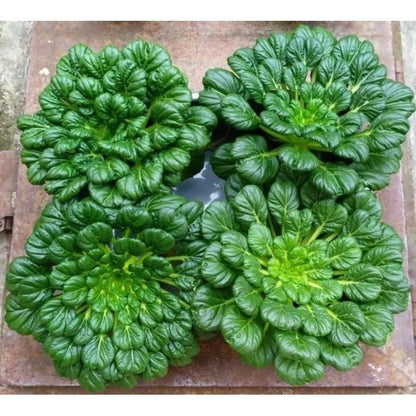 Premium 'Pagoda' Tatsoi Seeds (Brassica rapa var. narinosa) – Elite Architectural Asian Greens Heirloom Seeds (2,000+ Count Bulk Parcel)