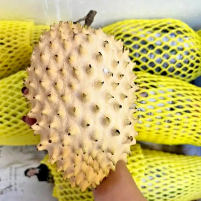 Organic Golden Soursop Seeds 100+ pcs (Annona muricata) – Premium Certified Rare Exotic Tropical Graviola Fruit Tree Plant Seeds for Planting