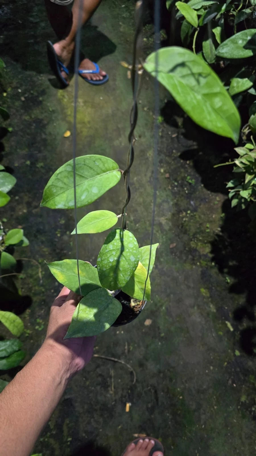 Hoya shogun 'Aceh' Medium Size Rare Tropical Wax Plant Seeds – Exotic Climbing Vine & Epiphytic Foliage Plant Seeds for Planting