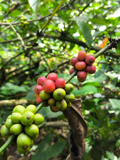 Kent Coffee Seeds (Coffea arabica var. Kent / 300+ Rare Historic Indian Highland Specialty Coffee Seeds) – Premium Gourmet Specialty Coffee Plant Seeds for Planting