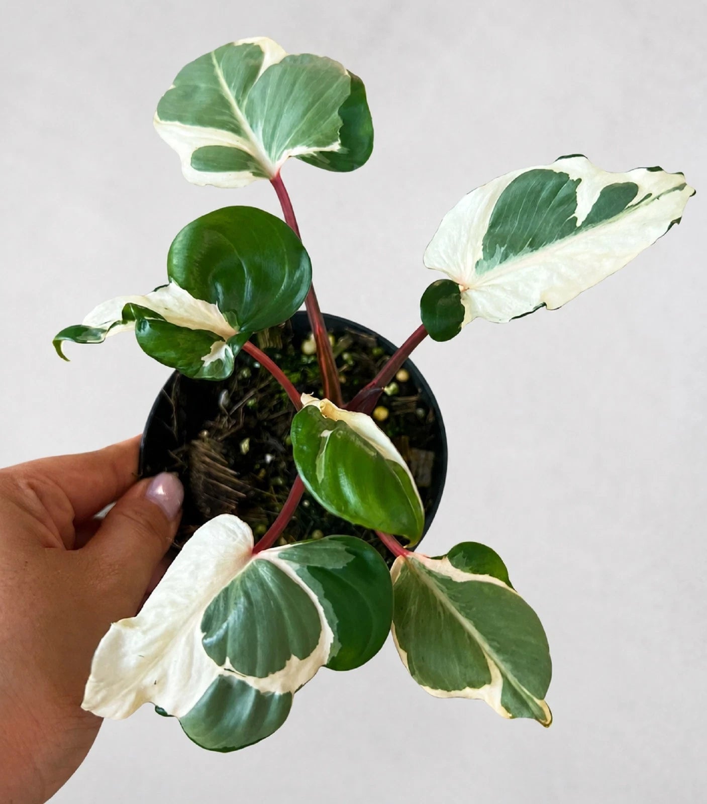 Homalomena 'Marshmallow' Variegated – Rare Tropical Aroid
