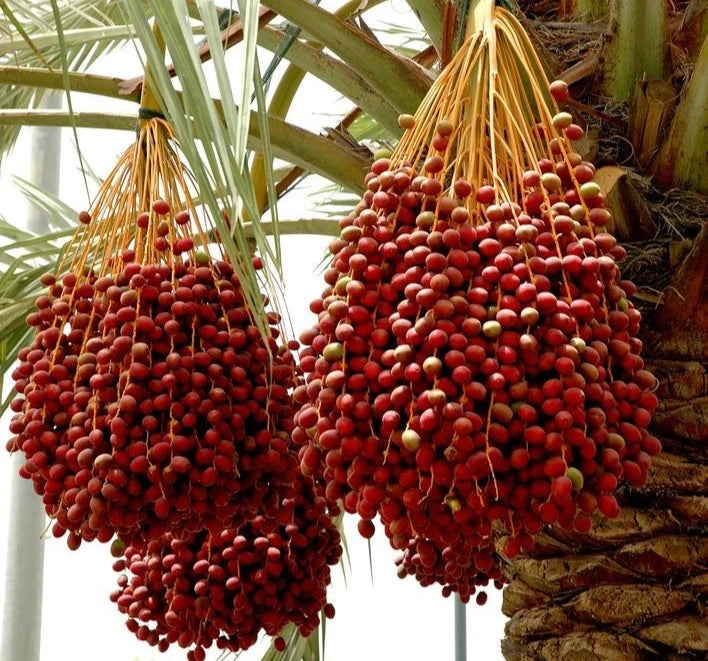 Red Zahidi Date Palm Seeds (Phoenix dactylifera) – 35 Premium Red Dates Seeds