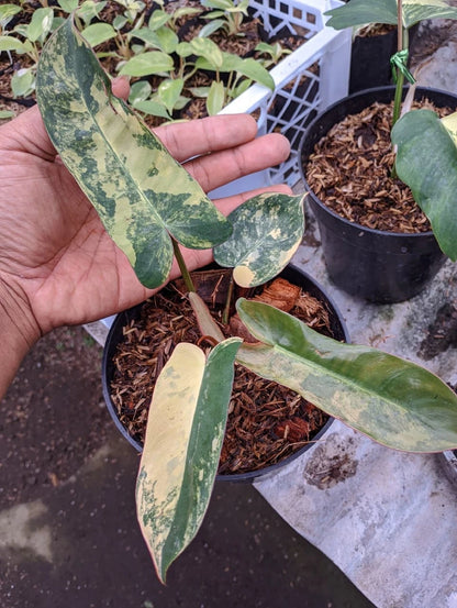 Philodendron 'Brown Beauty' – Rare Exotic Aroid