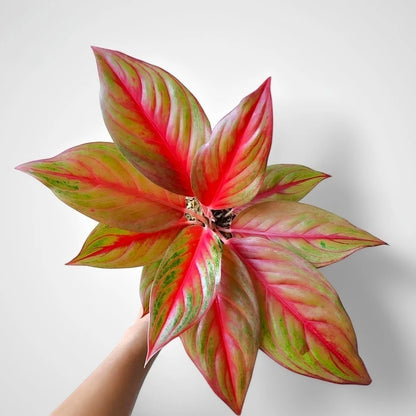 Aglaonema 'Sakuntala' - Sophisticated Tropical Beauty