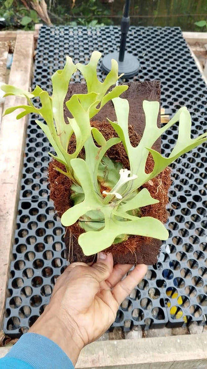 Rare Platycerium Ridleyi (Small) - Premium Exotic Tropical Staghorn Fern Live Plant