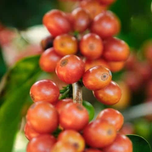 Bourbon Orange Coffee Seeds (Coffea arabica) – 120 Premium Certified Orange Bourbon Seeds for Planting