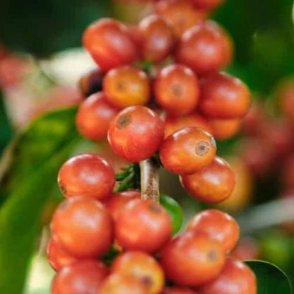 Bourbon Orange Coffee Seeds (Coffea arabica) – 120 Premium Certified Orange Bourbon Seeds for Planting