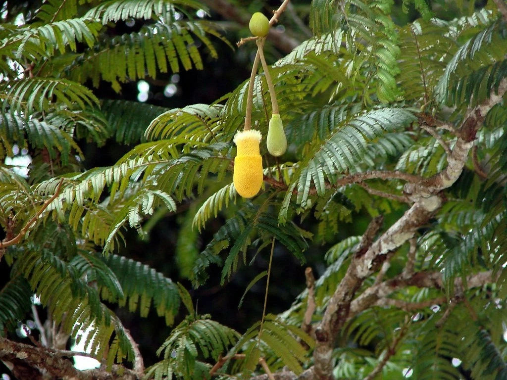 50+ Kedaung Tree Seeds (Parkia timoriana) | Rare Tropical Medicinal Tree | Fast-Growing Shade Tree