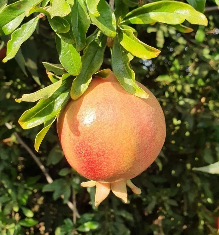 Premium Ambrosia Pomegranate Seeds (Punica granatum) – Sweet Exotic Fruit Seeds for Planting