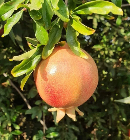 Premium Ambrosia Pomegranate Seeds (Punica granatum) – Sweet Exotic Fruit Seeds for Planting