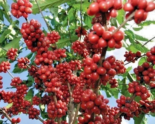Mundo Novo Coffee Seeds (120+ Bulk Seeds, Coffea arabica var. Mundo Novo) – Premium Brazilian High-Yield Gourmet Coffee Bean Plant Seeds for Planting