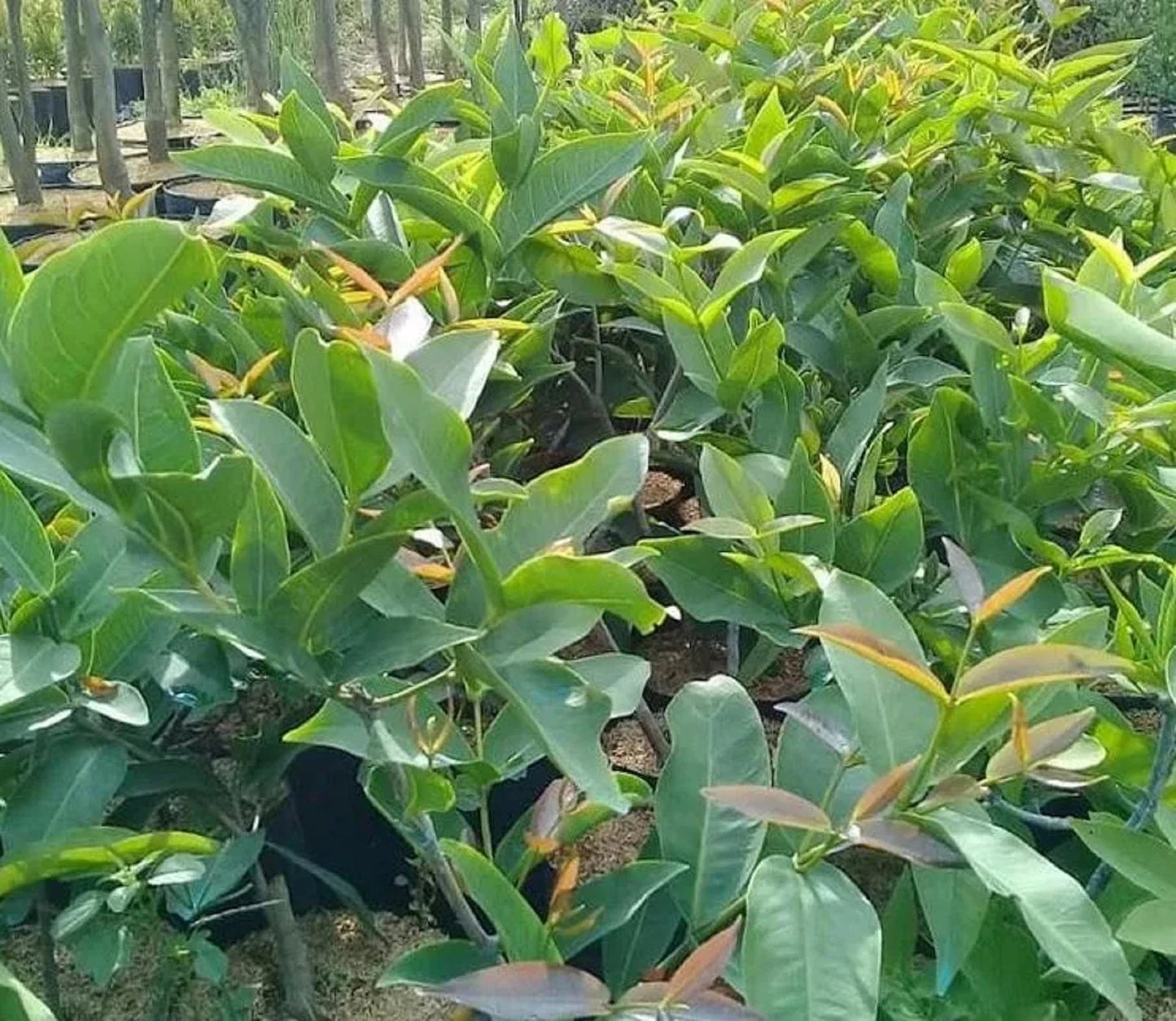 Grafted 'Madura' Water Apple (Jambu Air) – Premium Tropical Fruit Tree
