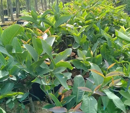 Grafted 'Madura' Water Apple (Jambu Air) – Premium Tropical Fruit Tree