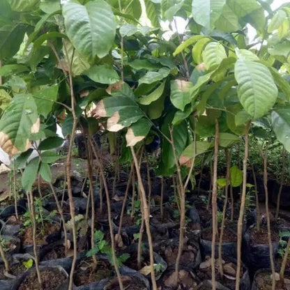 Grafted Langsat Palembang Seedling – Premium Tropical Fruit Tree