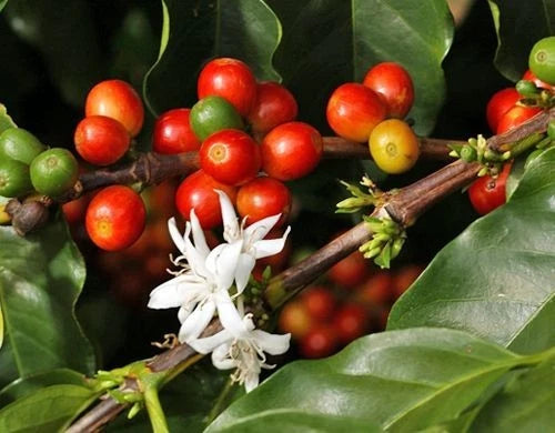 Millenio Coffee Seeds 120 pcs (Coffea sp.) – Premium Certified High-Yield Specialty Coffee Bean Plant Seeds for Planting