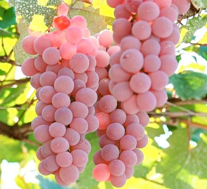 Koshu Pink Grape (Vitis vinifera) – 100+ Premium Seeds
