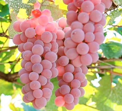 Koshu Pink Grape (Vitis vinifera) – 100+ Premium Seeds