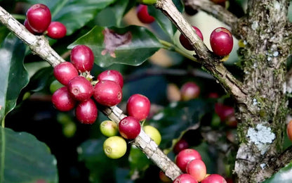 Starmaya Coffee Seeds (Coffea arabica var. Starmaya) – Premium Certified High-Yield Hybrid F1 Gourmet Arabica Coffee Bean Plant Seeds for Planting