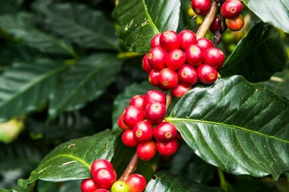 TRS1 Coffee 300+ Seeds (Coffea canephora var. TRS1) – Bulk Special Robusta Coffee Beans for Planting and Cultivation