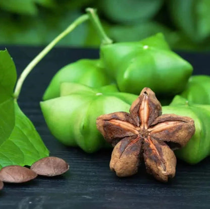 500+ Organic Sacha Inchi Nuts Seeds (Plukenetia volubilis) – Certified Heirloom Inca Peanut Vine Seeds for Planting