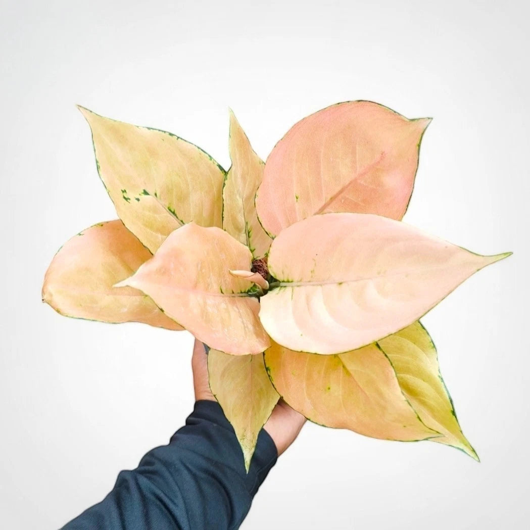Aglaonema 'Kom Kom Orange' - Vibrant Tropical Foliage