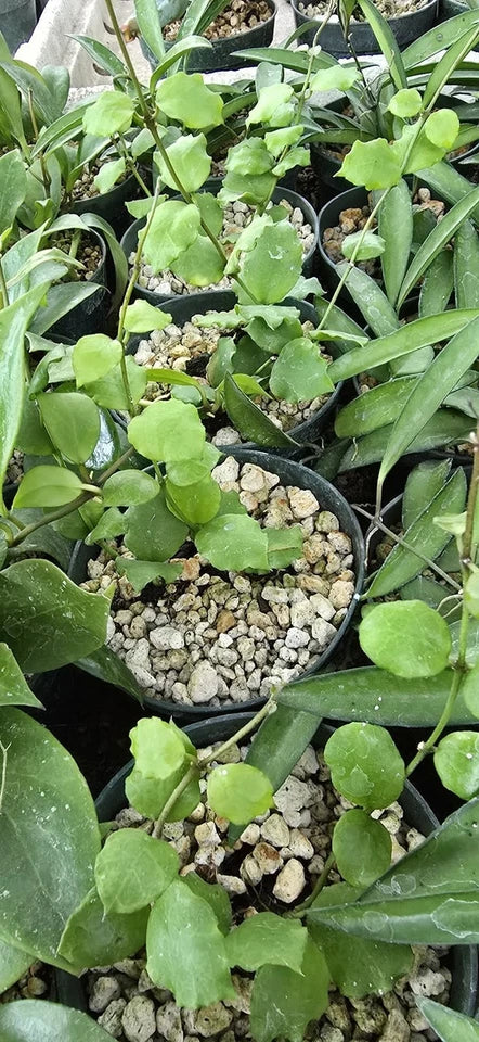 Hoya Endauensis Rare Wax Plant | Tropical Indoor Outdoor Hoya | Exotic Collector Houseplant