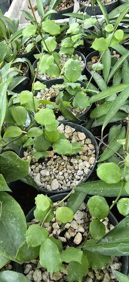 Hoya Endauensis Rare Wax Plant | Tropical Indoor Outdoor Hoya | Exotic Collector Houseplant