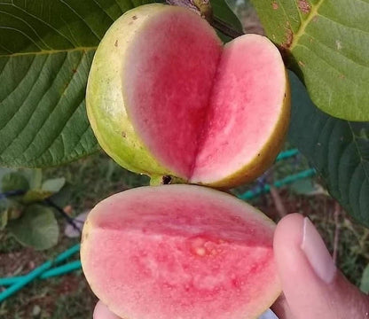 Grafted Red Crystal Guava ‘Red Diamond Seedless’ (Psidium guajava) – 50 cm Live Fruiting Tree Specimen