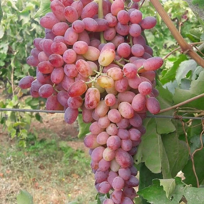 Rizamat Grape (Vitis vinifera) – 100+ Premium Eastern Table Grape Seeds