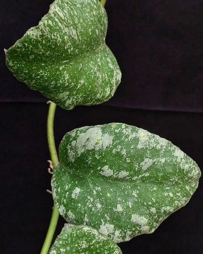 Hoya Waymaniae Splash (Wax Plant) – Rare Epiphytic Tropical Vine with Silver-Flecked Foliage for Indoor & Outdoor Display