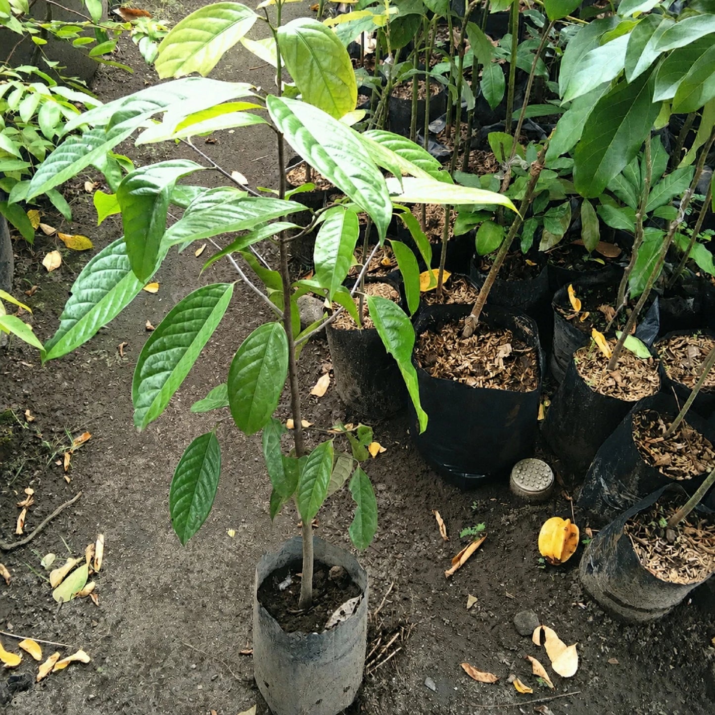 Kepel Grafted - Rare & Exotic Stelechocarpus Burahol Tropical Fruit Tree