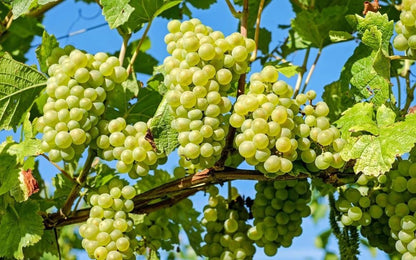 Arnsburger Grape Seeds 100+ pcs (Vitis vinifera 'Arnsburger') – Premium Certified Wine and Table Grape Vine Plant Seeds for Planting