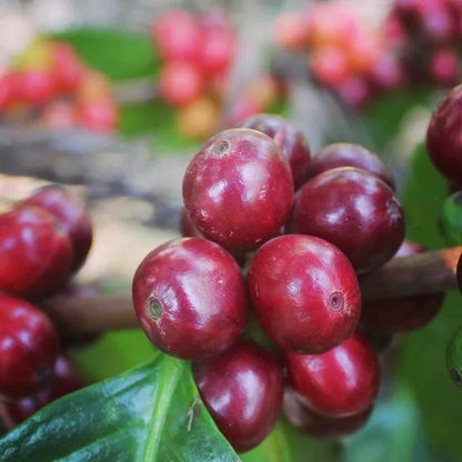 Geisha Costa Rican Coffee Seeds (Coffea arabica) – 120+ Premium Certified Gesha Coffee Seeds for Planting