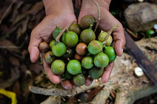 Macadamia Nut (Macadamia integrifolia) – 20+ Premium Seeds for Planting