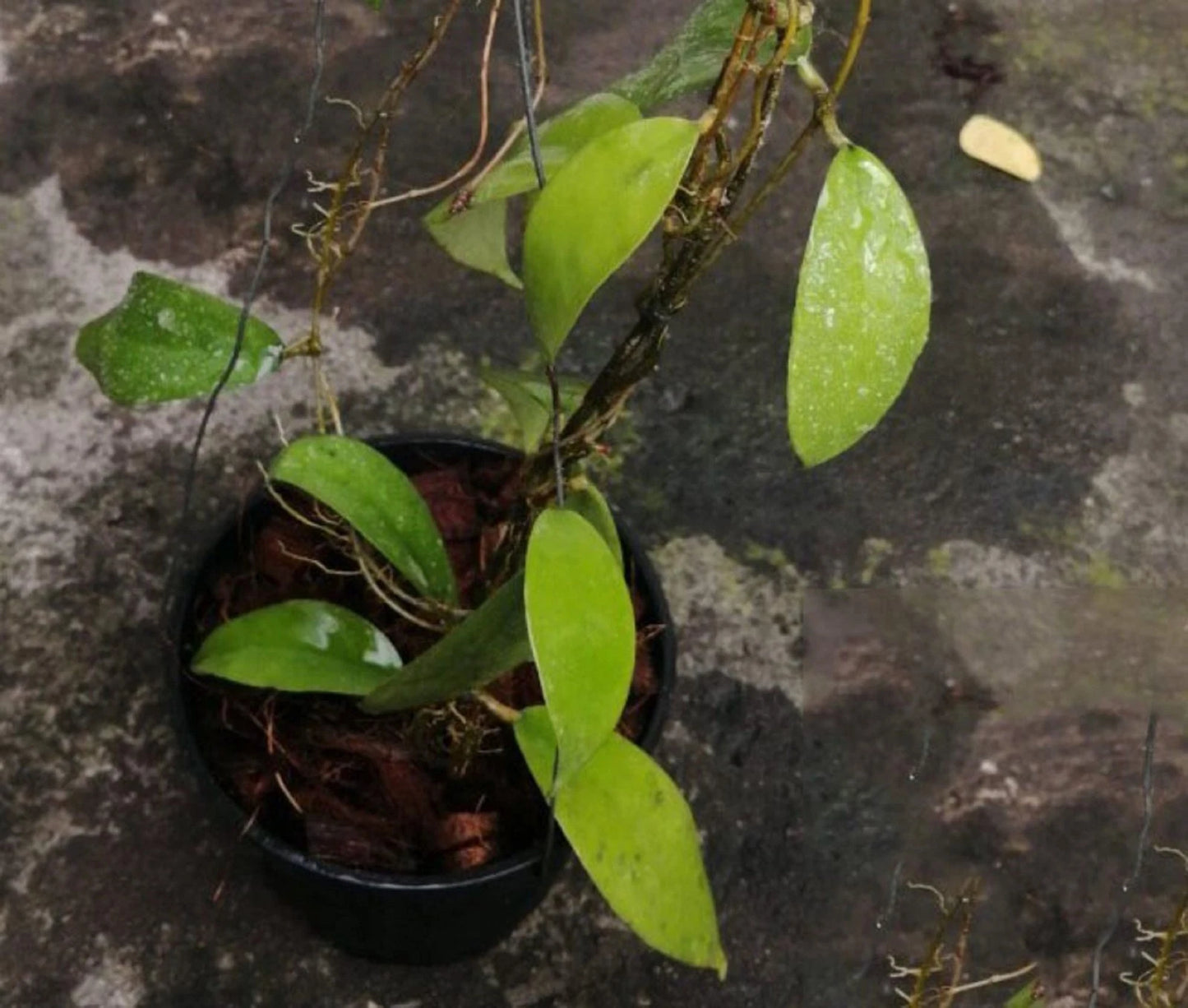 Hoya uncinata – Rare Tropical Wax Vine