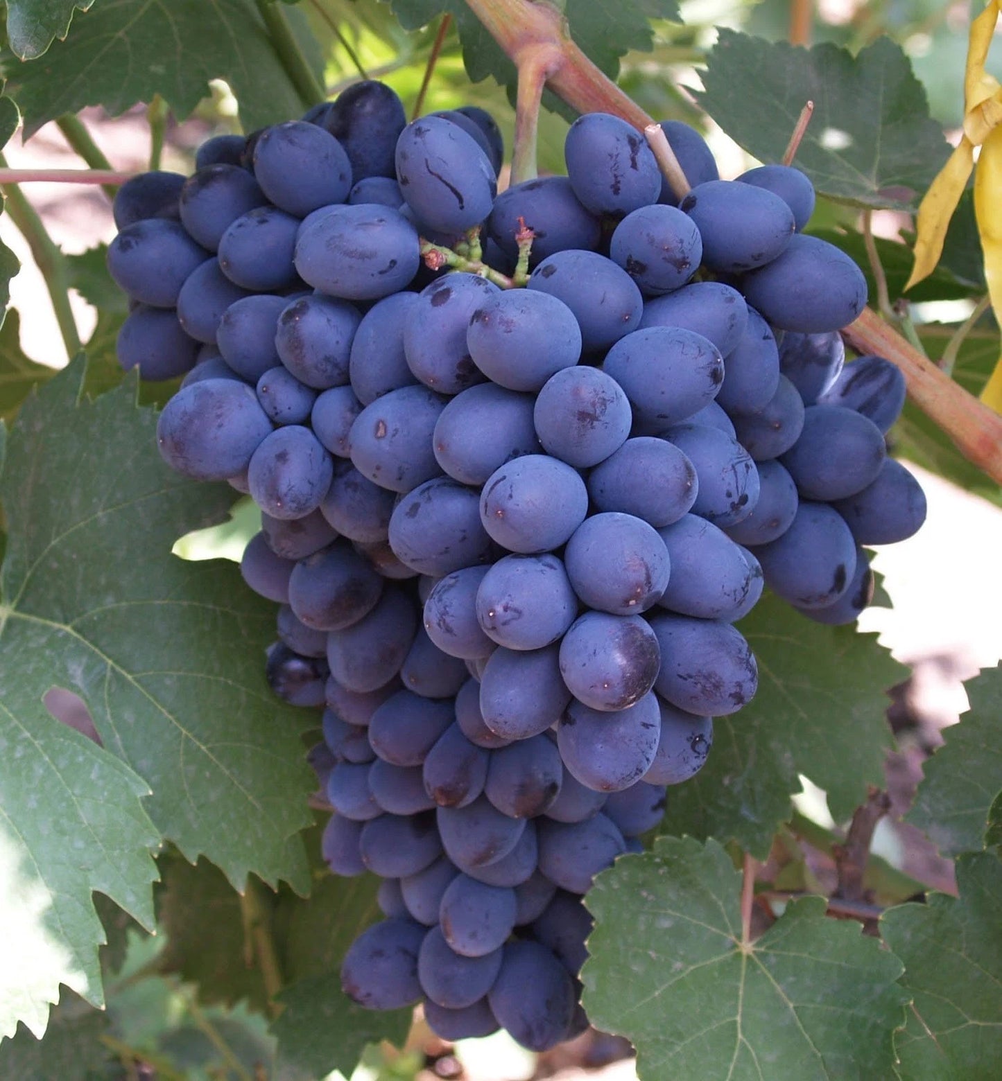Amos Grape Seeds (Vitis vinifera 'Amos') – Premium Certified Table Grape Fruit Vine Seeds for Planting