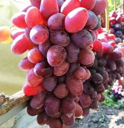 Ninel Grape Seeds (Vitis vinifera) – 100+ Premium Giant Red-Purple Table Grape Seeds