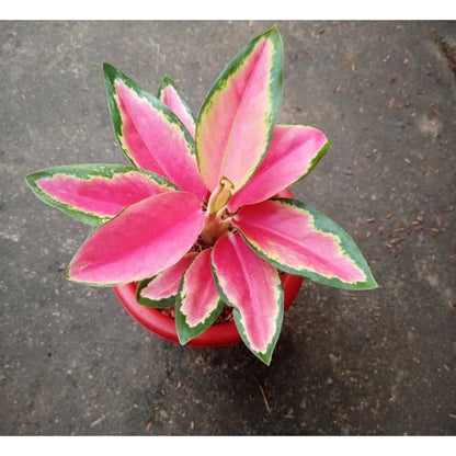 Aglaonema 'Angel Wings' - Ethereal & Elegant Tropical Houseplant