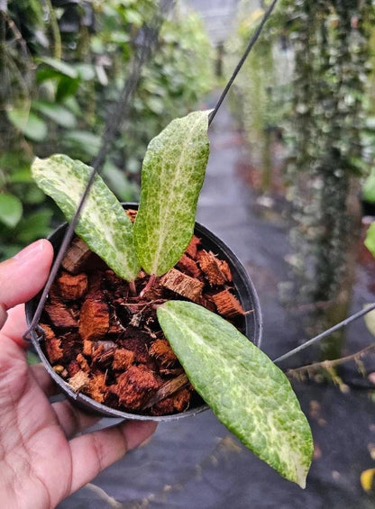 Hoya Crocodile Rare Wax Plant | Ultra Rare Collector Hoya | Tropical Indoor Houseplant | Rooted Live Plant