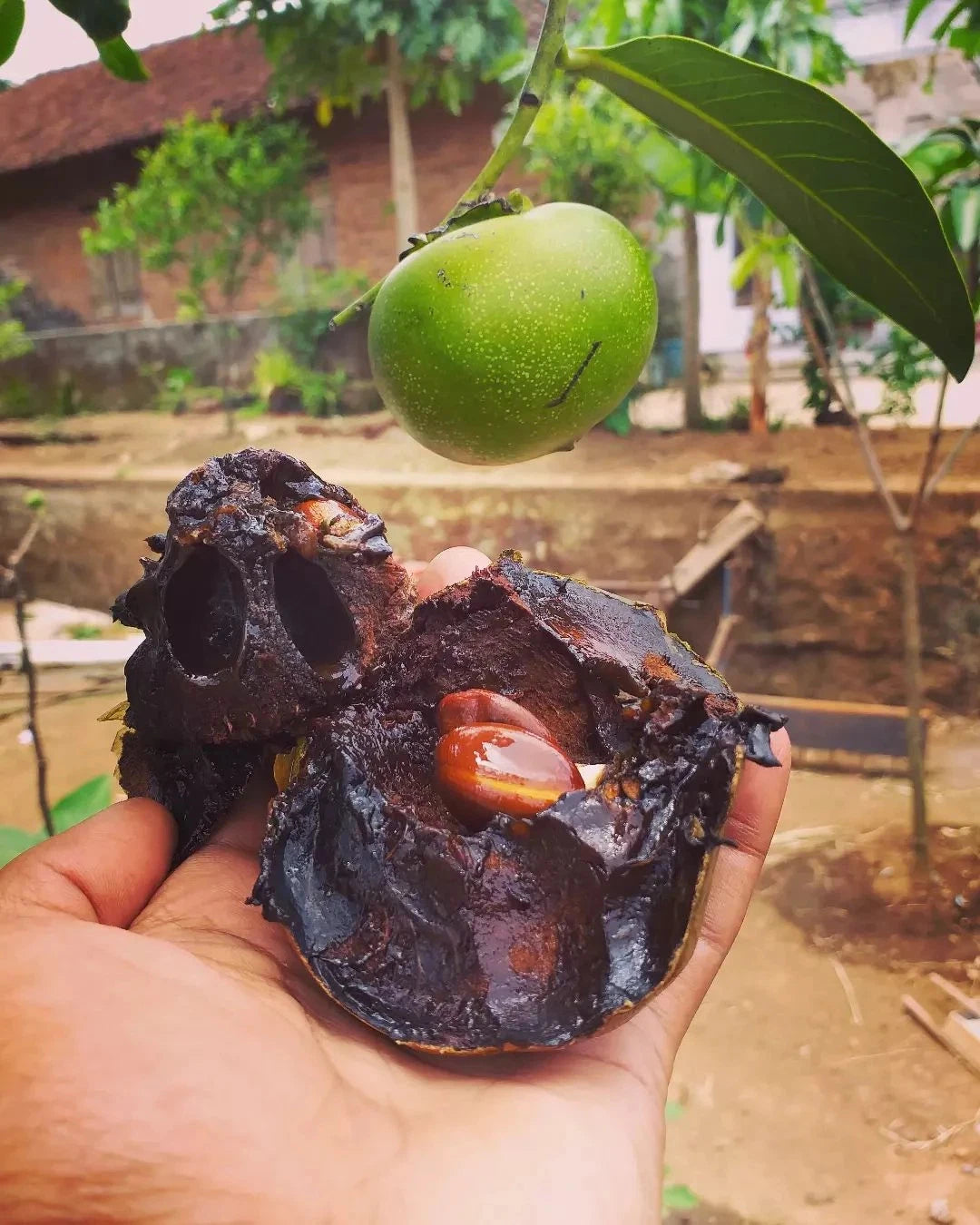 Giant Black Sapote Seeds (Diospyros nigra / 20+ Chocolate Pudding Fruit Tree Seeds) – Premium Exotic Botanical Specimen Plant Seeds for Planting