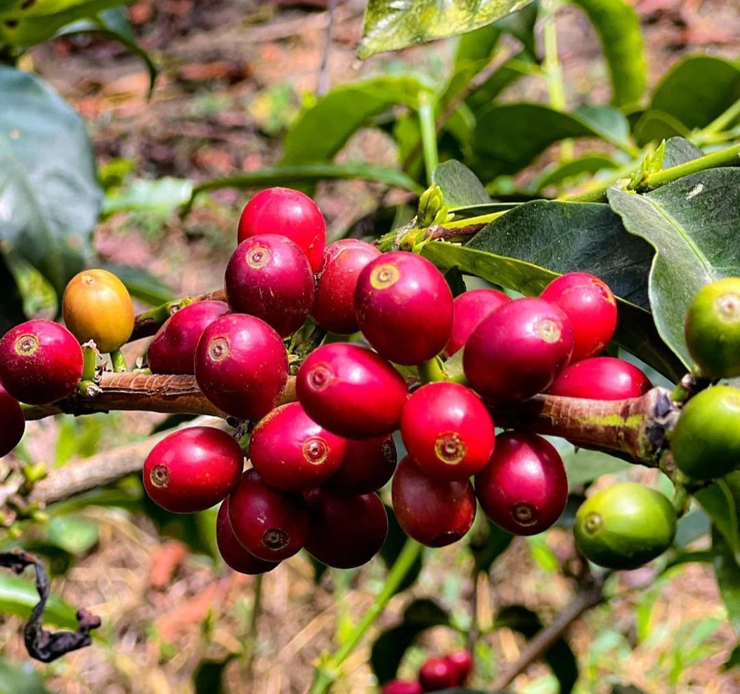 Malabar Coffee Seeds (Coffea arabica / 120+ Historic Typica-Derived Coffee Bean Seeds) – Premium Exotic Botanical Specimen Plant Seeds for Planting