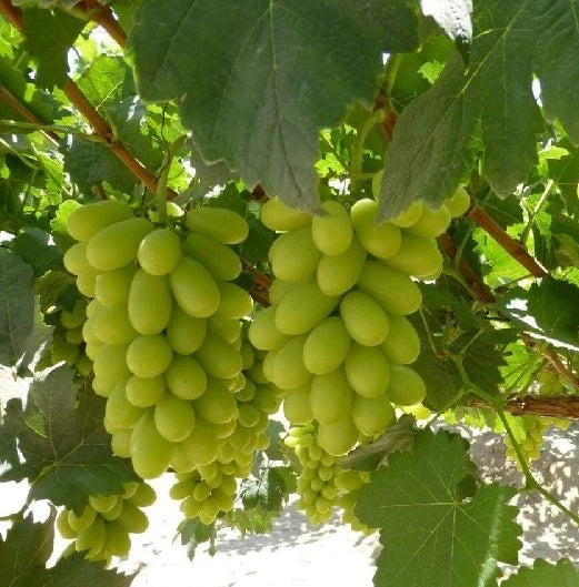Thompson Seedless Table Grape Seeds (Vitis vinifera var. Thompson Seedless / 100+ Premium Classic Green Fruit Seeds) – Premium Botanical Specimen Plant Seeds for Planting